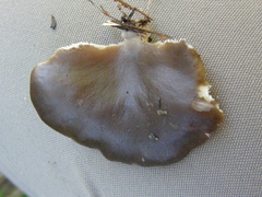 Pleurotus purpureo-olivaceus