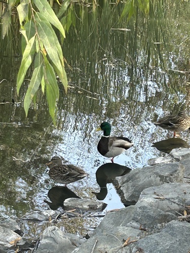 iNaturalist observation photo of Mallard