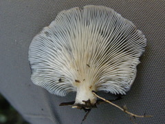 Pleurotus purpureo-olivaceus