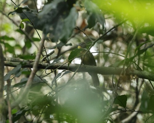 Yellow-bearded Greenbul (Criniger olivaceus)