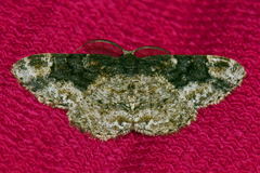 Parapholodes fuliginea