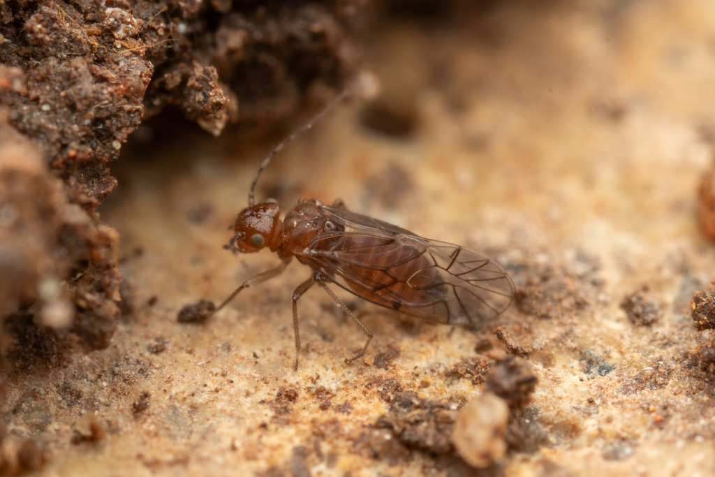 Anomopsocus amabilis