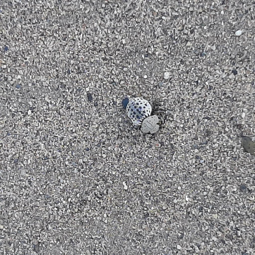Omorgus pastillarius