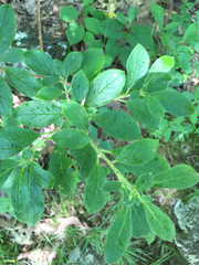 Rhododendron pilosum