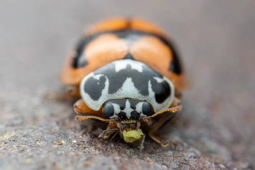 Painted Lady Beetle photographed in Georgia
