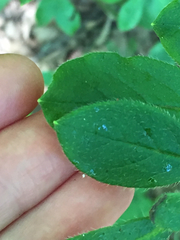 Rhododendron pilosum
