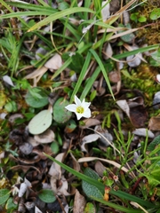 Montia bostockii