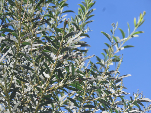 Acacia lunata, 2024-12-08