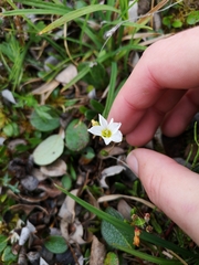 Montia bostockii