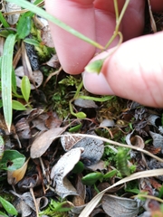 Montia bostockii