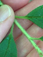 Rhododendron pilosum