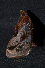 Phocoderma velutina