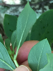Rhododendron pilosum