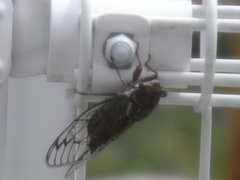 Auritibicen japonicus