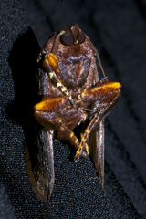 Phocoderma velutina