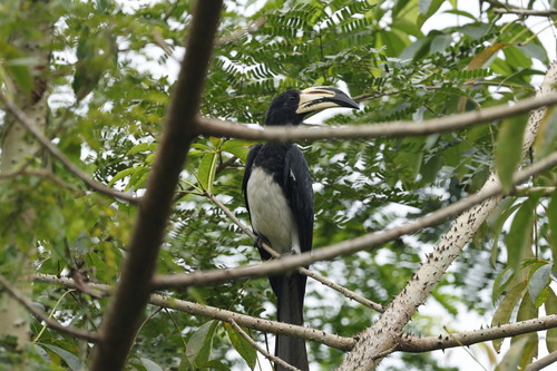 West African Pied Hornbill (Lophoceros semifasciatus), photo 9