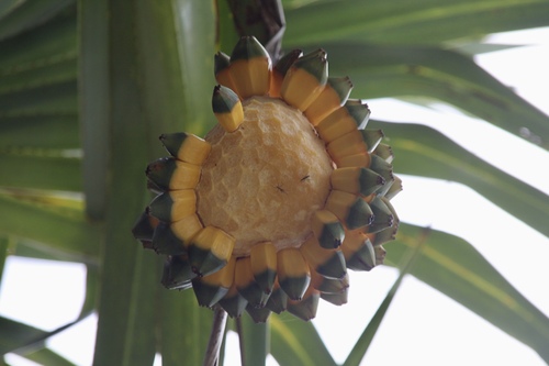 Image of Pandanus utilis by (c) Matteo Bellucci, some rights reserved (CC BY)