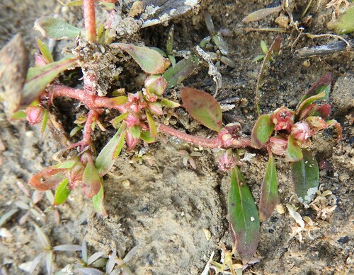 Image of Bergia texana by (c) saltyhiker, some rights reserved (CC BY)