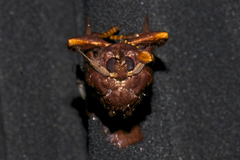 Phocoderma velutina