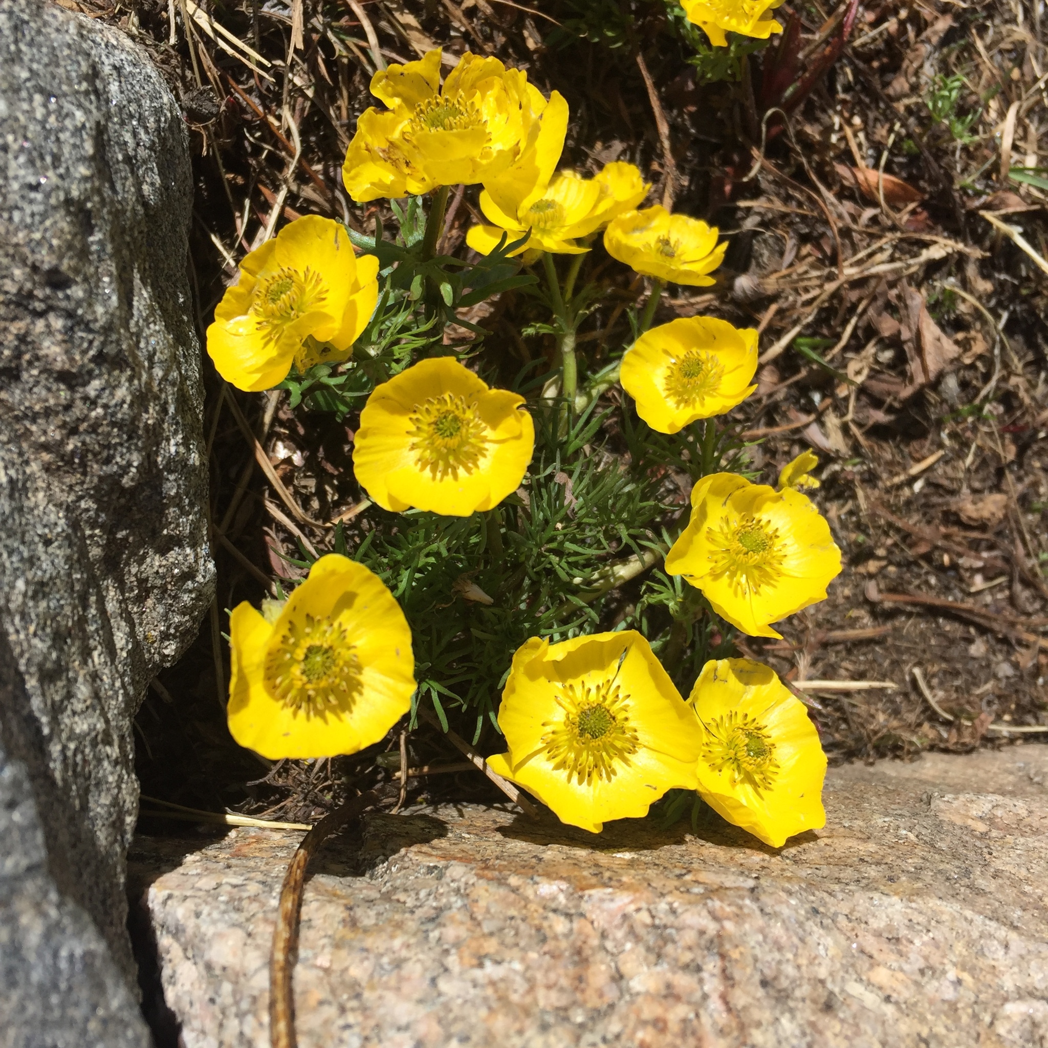 Ranunculus adoneus