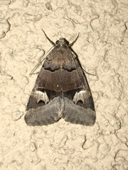 Drasteria perplexa