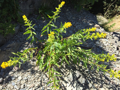 Solidago randii