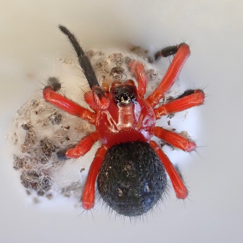 Litodamus collinus