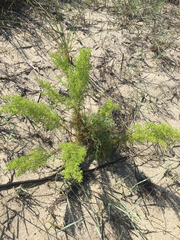 Artemisia campestris caudata