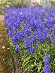 Muscari