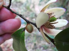 Magnolia chapensis