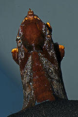 Phocoderma velutina