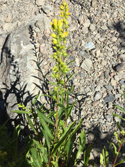 Solidago randii
