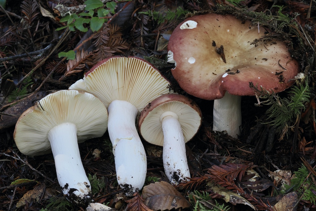 Russula mordax