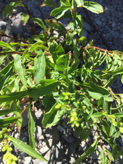 Solidago randii