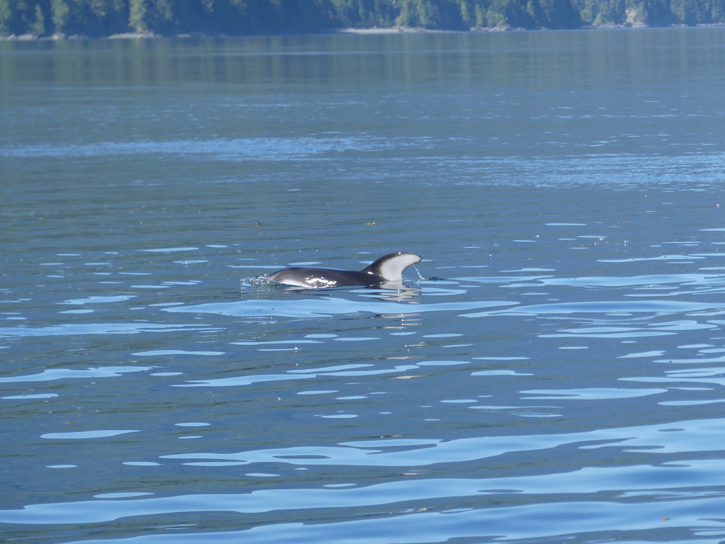 Pacific White-sided Dolphin