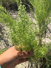 Artemisia campestris caudata
