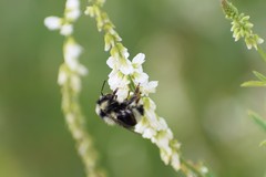 Bombus bifarius