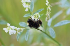 Bombus mckayi