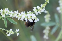 Bombus mckayi