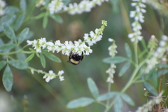 Bombus mckayi