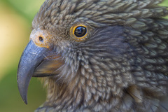 Kea photo 4