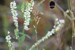 Bombus mckayi