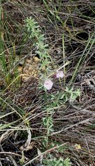 Oxalis hirta canescens