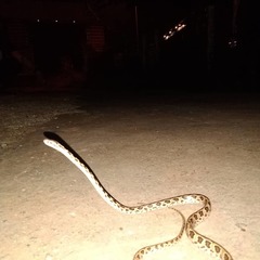 Boiga multomaculata