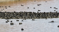 American Coot photo 6