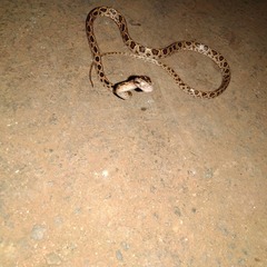 Boiga multomaculata