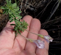 Oxalis hirta canescens