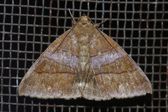 Poaphilini