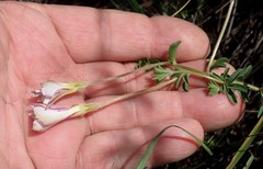 Oxalis hirta canescens