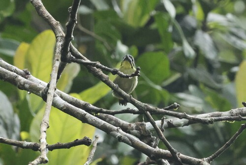 iNaturalist image